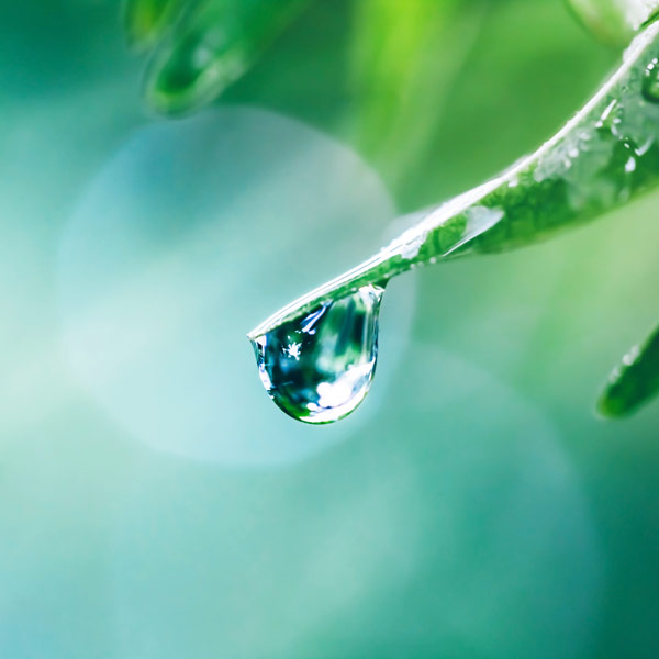 Un design inspiré de la nature